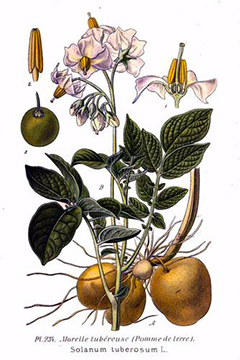 pianta-patata