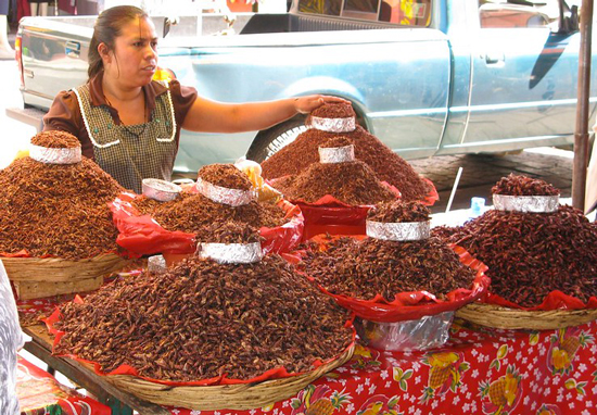 chapulinas in Oaxaca market