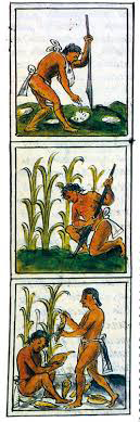 contadini Aztechi