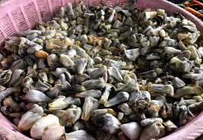 Cuitlacoche