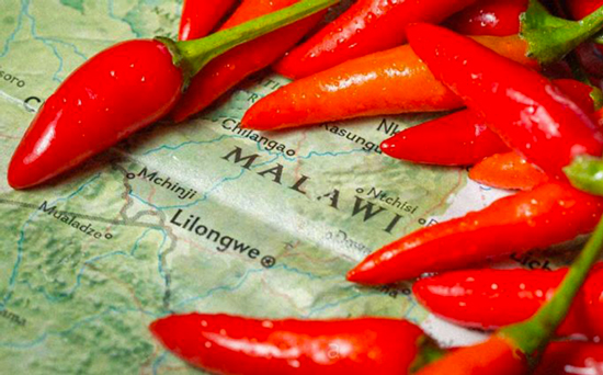 Lemon & Herb Peri Peri Sauce - Salsa con peperoncini
