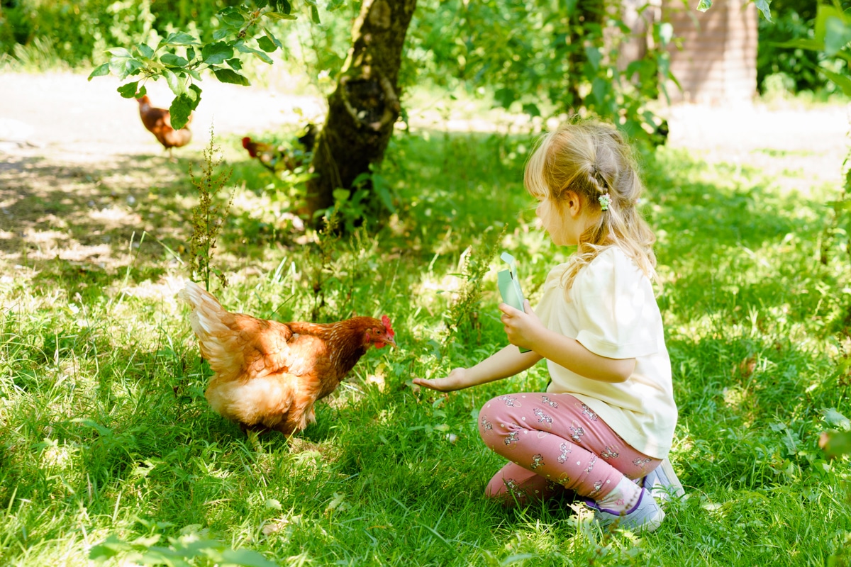 Conosci i tuoi… chicken?