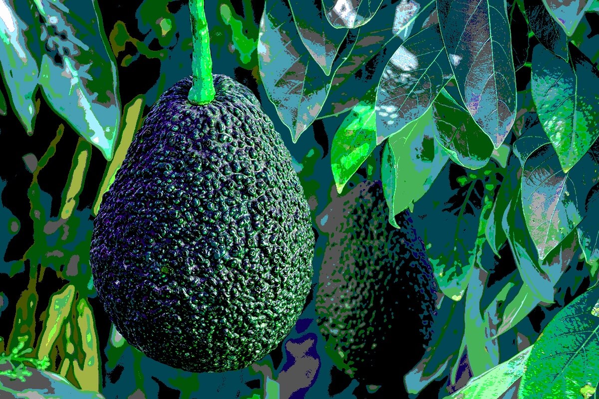 Alla Salud! Quando l’avocado è il migliore